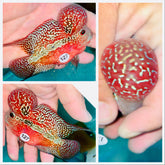 Full Red KamfaFlowerhorn - 127